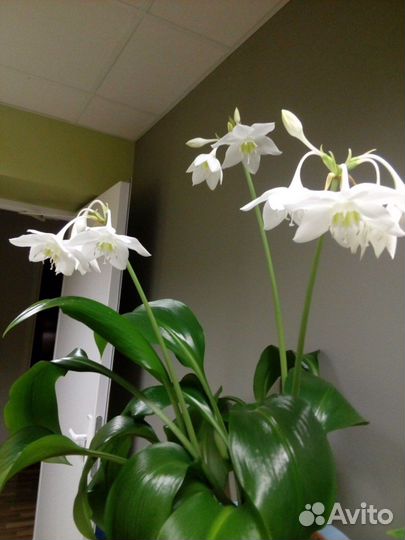 Эухарис амазонская лилия