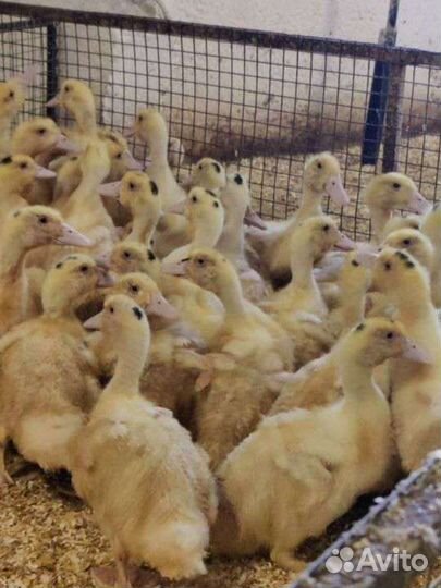 Муларды,Утки