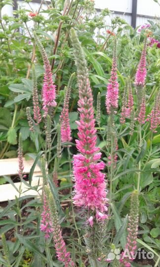 Цветы многолетние