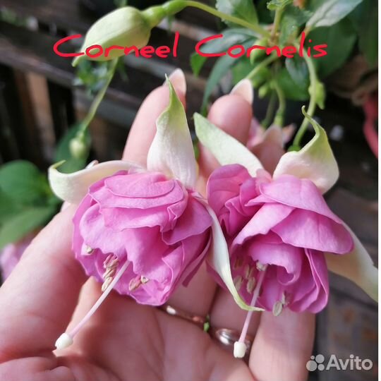 Фуксия цветы