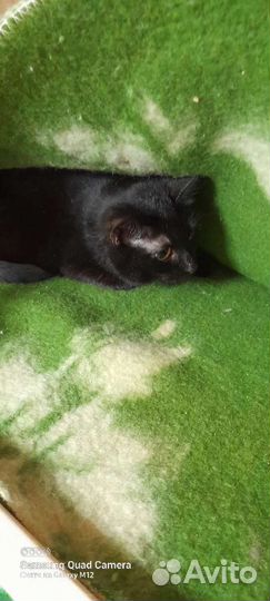 Кошечка в добрые руки