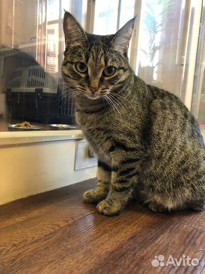 Молоденькая кошечка в поиске семьи и дома