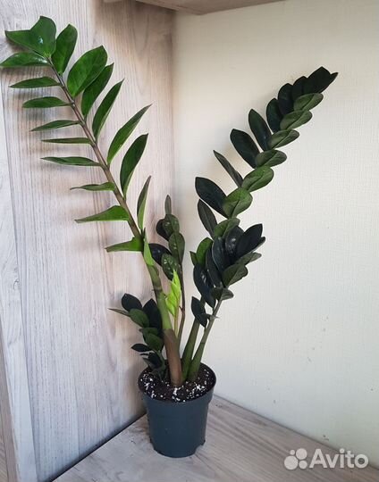 Комнатные цветы 42