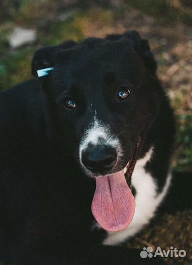 Собака в добрые руки отдам бесплатно