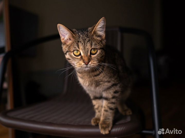 Котенок Луна, 5 мес, вакцинирована