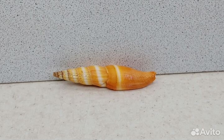 Митра Аллая 6,9 морская ракушка раковина