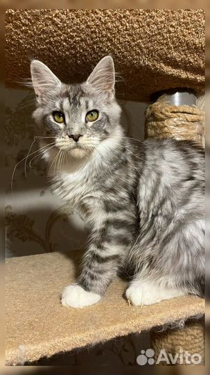 Мейн-кун девочка-котенок