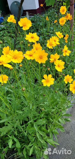 Ромашка жёлтая,птицемлечник, локонос