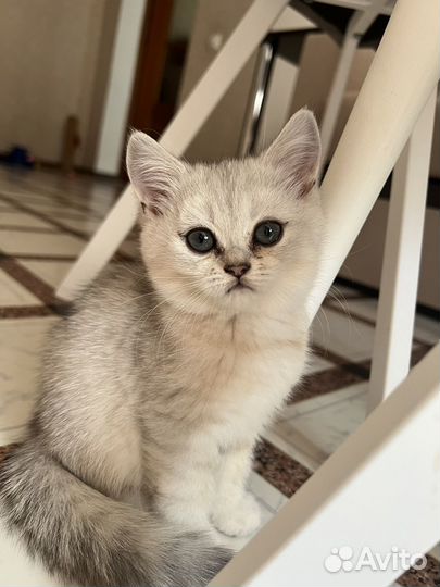 Котята британские серебристые шиншиллы