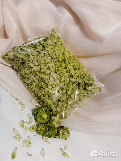 Хмель свадебный