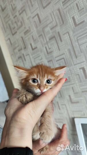 Рыжий котёнок