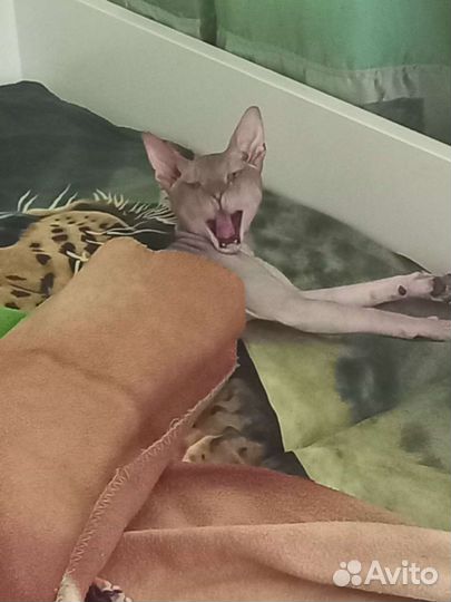 Донской сфинкс вязка