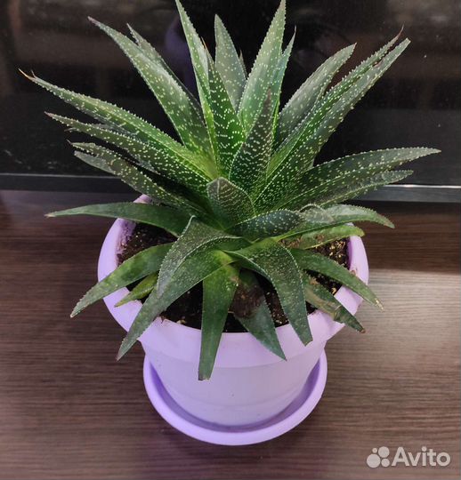 Комнатные цветы Суккулент