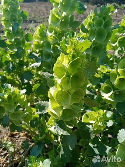 Продажа семян