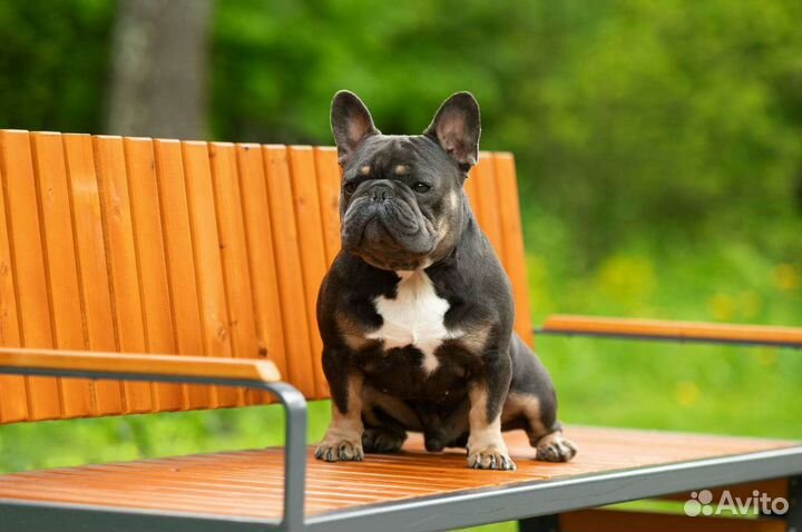 Французский бульдог