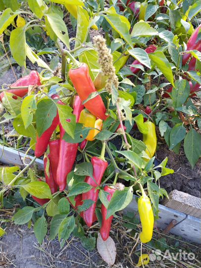 Перец острый