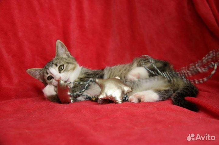 Кошки в добрые руки