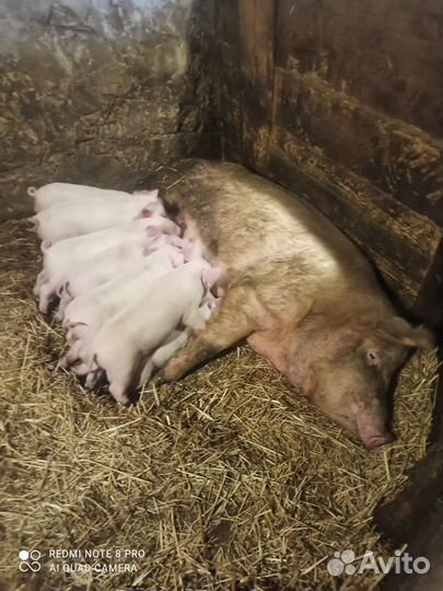 Поросята ландрас