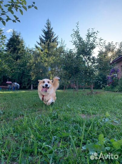 Передержка Домашних Животных