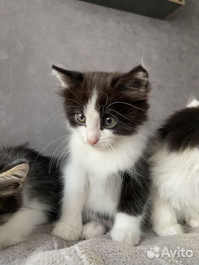 Котята в добрые руки (девочки)