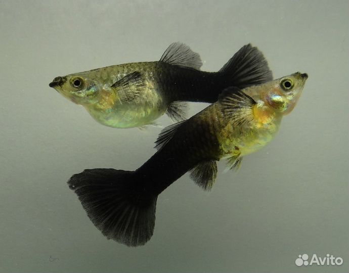 Аквариумные рыбки гуппи