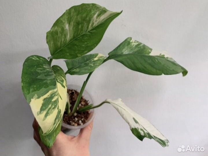 Монстера лехлериана