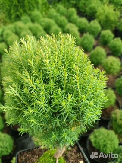 Туя шаровидная 5 видов
