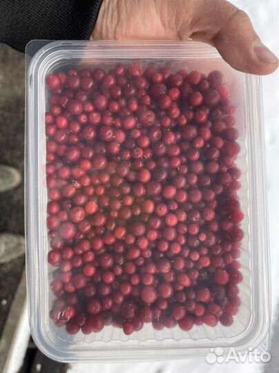 Морошка,брусника,клюква,черника