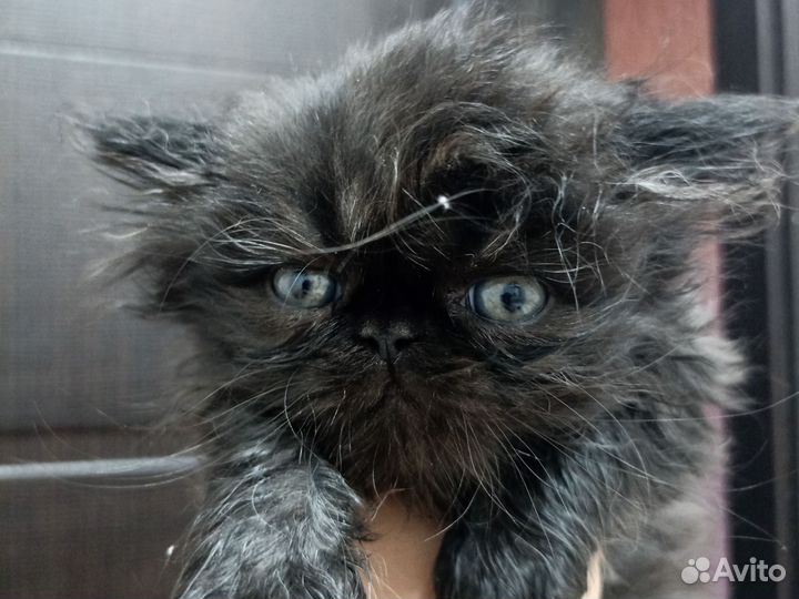 Персидские котята