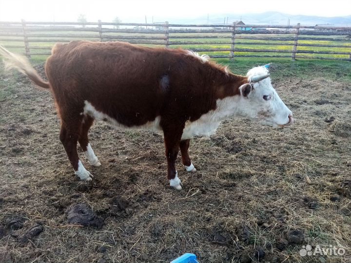 Коровы и телки