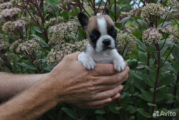 Малышка мини