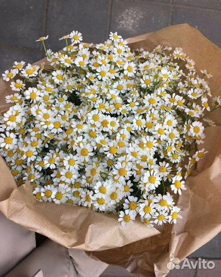 Ромашка. Матрикария. Доставка ромашек в Самаре