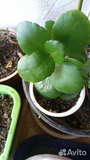 Каланхоэ, фуксия, пеперомия, айхризон, сингонеум