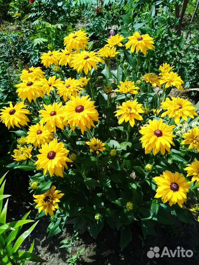 Многолетники