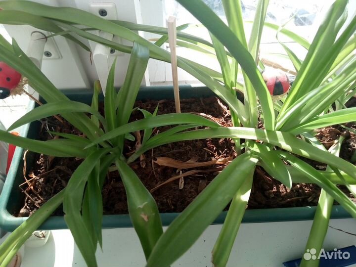 Хлорофитум, колеус