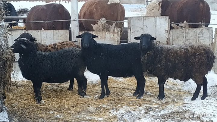 Овцы Бараны