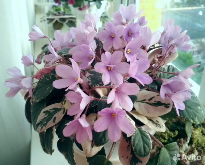 Детки сортовых фиалок