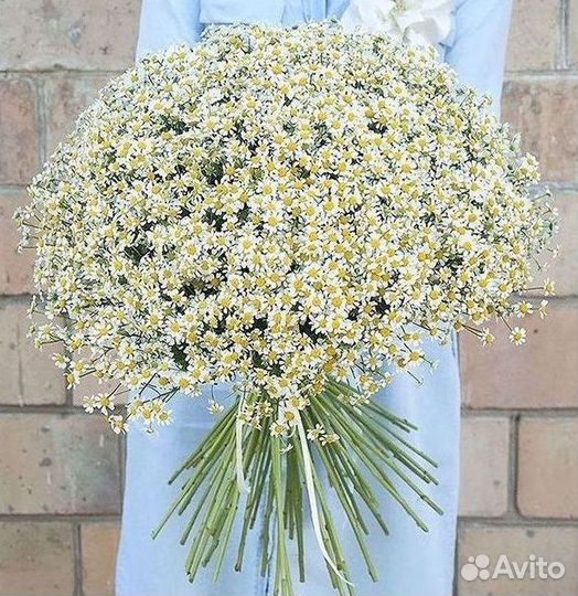 Ромашки Букет из ромашек доставка