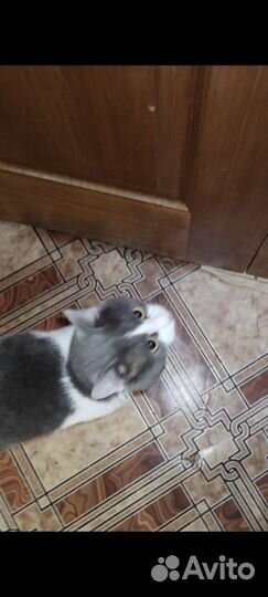 Домашние животные кошки