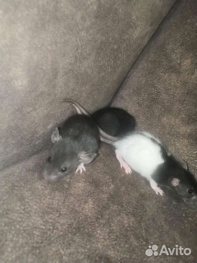 Крысята
