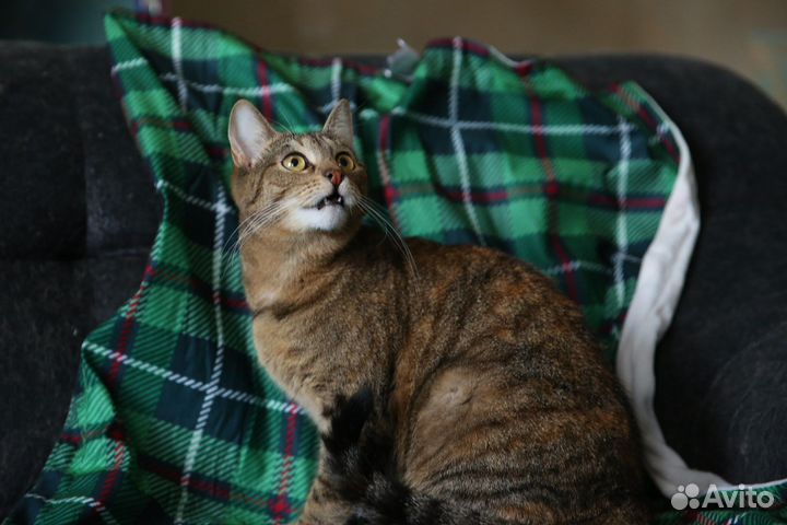 Милая двухлетняя кошечка