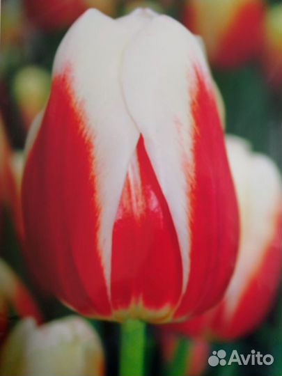 Луковицы тюльпанов