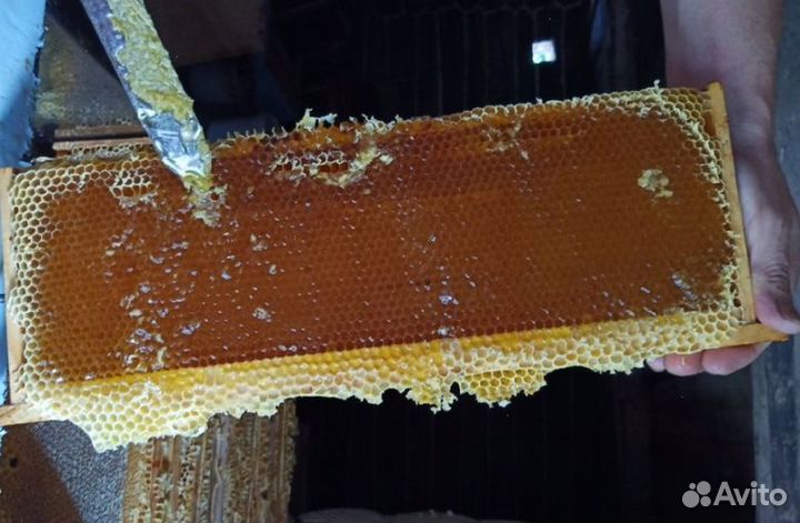 Мед из Алтая опт