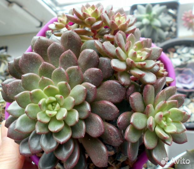 Суккуленты