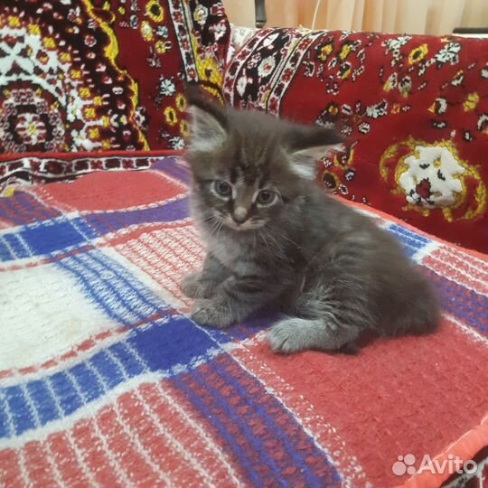 Кошка в дар