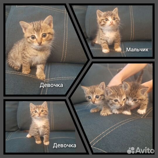 Котята в дар бесплатно