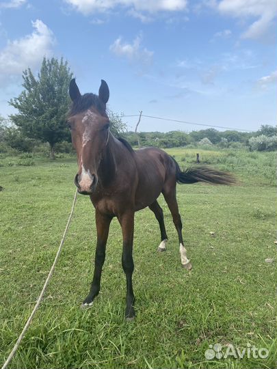 Английская лошадь