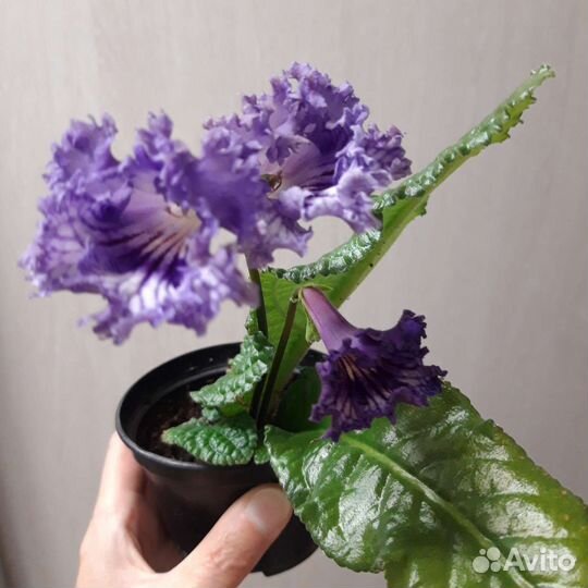 Стрептокарпусы детки