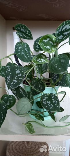 Сциндапсус пиктус эпипремнум