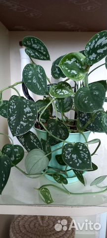 Сциндапсус пиктус эпипремнум